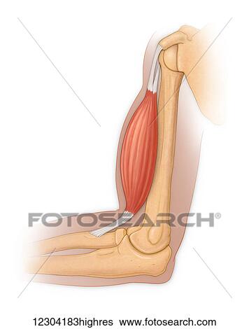 Side view of a normal shoulder and elbow joint showing the biceps muscle and tendon View Large Photo Image Stock Photograph - Side view of a normal shoulder and elbow joint showing the biceps muscle and tendon. Fotosearch