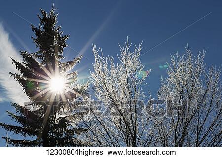 Stock Photograph - Silhouette of a frosted evergreen tree and frosted tree branches with a sun burst and blue sky; Calgary, Alberta, Canada. Fotosearch