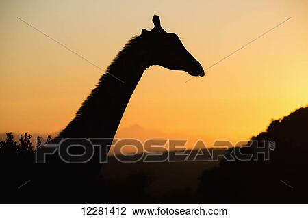 Stock Image - Silhouette of a giraffe; South Africa. Fotosearch