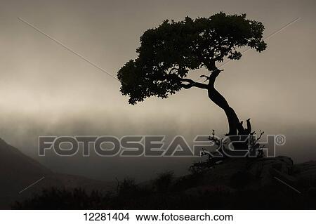 Silhouette of a tree against a stormy sky in Richtersveld National Park; South Africa View Large Photo Image Picture - Silhouette of a tree against a stormy sky in Richtersveld National Park; South Africa. Fotosearch