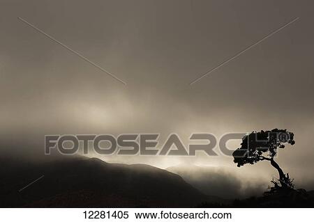 Stock Photography - Silhouette of a tree against a stormy sky in Richtersveld National Park; South Africa. Fotosearch