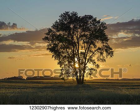 Stock Photograph - Silhouette of a tree with a golden sky at sunrise on a rural landscape; Lorette, Manitoba, Canada. Fotosearch