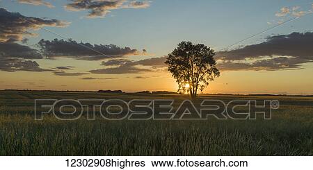 Stock Photograph - Silhouette of a tree with a golden sky at sunrise on a rural landscape; Lorette, Manitoba, Canada. Fotosearch