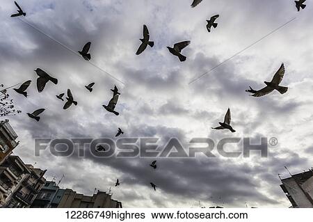 Silhouetted flock of birds flying against a cloudy sky; Thessaloniki, Greece View Large Photo Image Stock Photograph - Silhouetted flock of birds flying against a cloudy sky; Thessaloniki, Greece. Fotosearch