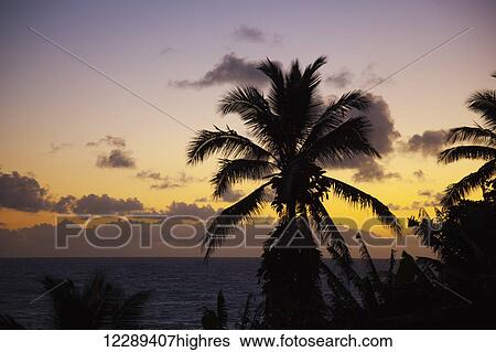Stock Photograph - Silhouetted palm tree at sunset; Hana, Maui, Hawaii, United States of America. Fotosearch