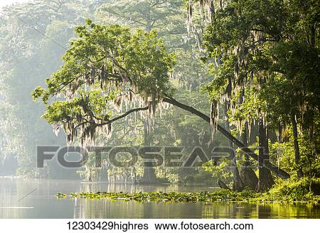 Stock Photograph - Silver river with moss draped cypress trees; Silver Springs, Florida, United States of America. Fotosearch