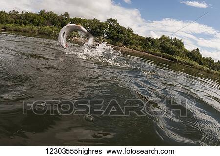 Silver salmon (Oncorhynchus kisutch) jump commonly when hooked; Alaska, United States of America View Large Photo Image Stock Photograph - Silver salmon (Oncorhynchus kisutch) jump commonly when hooked; Alaska, United States of America. Fotosearch