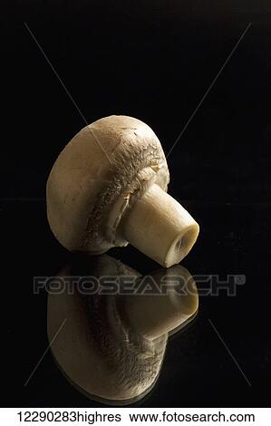 Stock Photograph - Single button mushroom backlit and reflecting on black foreground and background; Calgary, Alberta, Canada. Fotosearch
