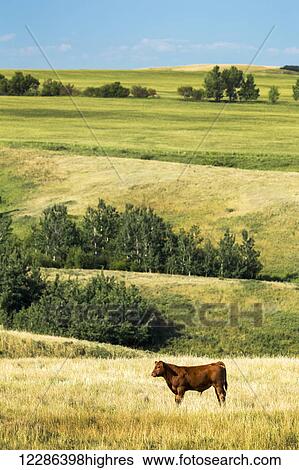 Single cow in field with rolling hills in the background and blue sky; Acme, Alberta, Canada View Large Photo Image Stock Photograph - Single cow in field with rolling hills in the background and blue sky; Acme, Alberta, Canada. Fotosearch
