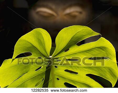 Sinister eyes with a leaf in the foreground; Nairobi, Kenya View Large Photo Image Stock Photography - Sinister eyes with a leaf in the foreground; Nairobi, Kenya. Fotosearch
