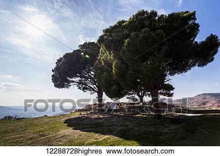 Site of ancient ruins and two large trees; Pergamum, Turkey View Large Photo Image Stock Photograph - Site of ancient ruins and two large trees; Pergamum, Turkey. Fotosearch