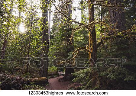 Stock Photograph - Sitka Spruce in an Alaskan rain forest, Alaska summer. Fotosearch