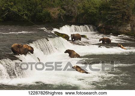 Six brown bears (ursus arctos) fishing for salmon at Brooks Falls; Alaska, United States of America View Large Photo Image Stock Photograph - Six brown bears (ursus arctos) fishing for salmon at Brooks Falls; Alaska, United States of America. Fotosearch
