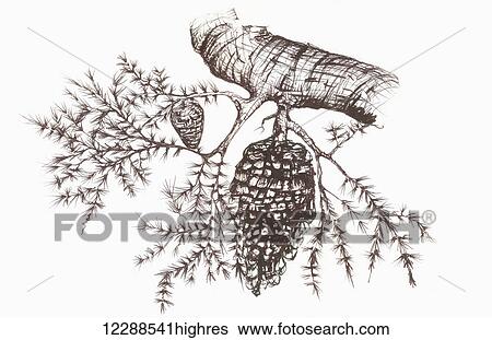 Stock Photograph - Sketch of a pine cone hanging from a tree branch. Fotosearch