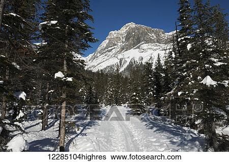 Stock Photograph - Ski trail in Yoho National Park; Field, British Columbia, Canada. Fotosearch