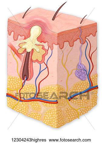 Skin cross section showing a papule View Large Photo Image Stock Photograph - Skin cross section showing a papule. Fotosearch