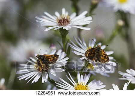 Stock Image - Skipper butterflies (Hesperiidae) feed on Aster blossoms in a garden; Astoria, Oregon, United States of America. Fotosearch