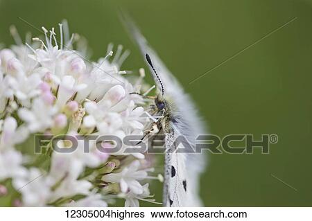 Small Apollo butterfly (Parnassius Phoebus resting on a patch of sitka valerian wildflowers, Hatcher Pass, Southcentral Alaska View Large Photo Image Stock Photograph - Small Apollo butterfly (Parnassius Phoebus resting on a patch of sitka valerian wildflowers, Hatcher Pass, Southcentral Alaska. Fotosearch