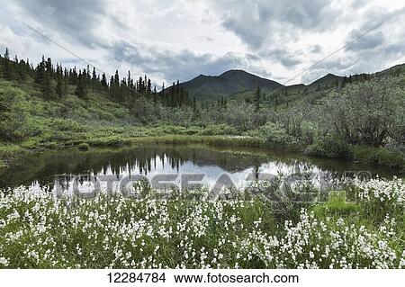 Small pond surrounded by cotton grass near Igloo Creek, Denali National Park; Alaska, United States of America View Large Photo Image Picture - Small pond surrounded by cotton grass near Igloo Creek, Denali National Park; Alaska, United States of America. Fotosearch