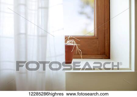 Small pot of dried flowers on the edge of a window; Quebec, Canada View Large Photo Image Stock Photograph - Small pot of dried flowers on the edge of a window; Quebec, Canada. Fotosearch