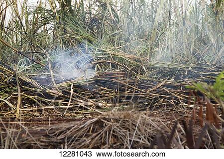 Smoking remnants of a sugar cane burn; Maui Hawaii, United States of America View Large Photo Image Stock Image - Smoking remnants of a sugar cane burn; Maui Hawaii, United States of America. Fotosearch