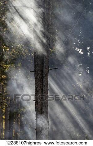 Stock Photograph - Smoky sunlight filtering through the trees in a forest, Yellowstone National Park; Wyoming, United States of America. Fotosearch