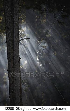 Stock Photograph - Smoky sunlight filtering through the trees in a forest, Yellowstone National Park; Wyoming, United States of America. Fotosearch