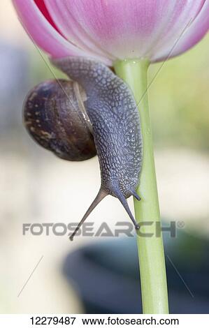 Stock Photo - Snail on a tulip; Whitburn, England. Fotosearch
