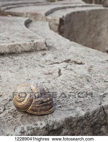 Snail shell on a wall at the stone ruins of a biblical site; Thyatira, Turkey View Large Photo Image Stock Photograph - Snail shell on a wall at the stone ruins of a biblical site; Thyatira, Turkey. Fotosearch