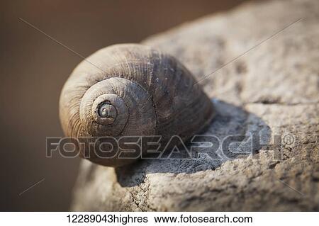 Stock Photograph - Snail shell on a wall at the stone ruins of a biblical site; Thyatira, Turkey. Fotosearch