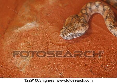 Stock Photograph - Snake on the red ground in Arava Valley; Jordan Valley, Israel. Fotosearch