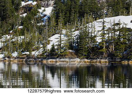 Stock Photograph - Snow and evergreen trees at the water's edge, Prince William Sound; Alaska, United States of America. Fotosearch