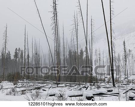 Stock Photograph - Snow and fog in Johnston Canyon in winter; British Columbia, Canada. Fotosearch