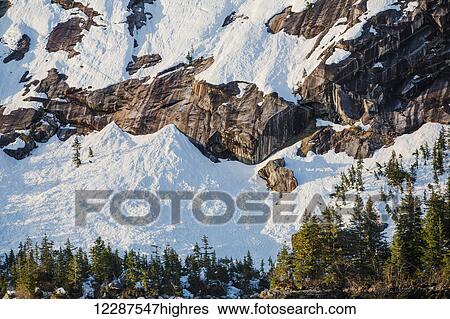 Stock Photograph - Snow covered cliffs and evergreen trees bathed in sunset light on the shore of Kings Bay, Prince William Sound; Alaska, United States of America. Fotosearch