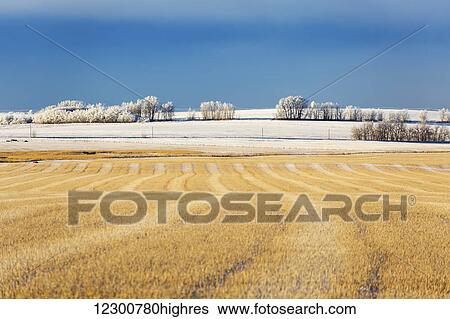 Stock Photograph - Snow covered stubble field with harvest lines and frosted trees in the background with blue sky and cloud cover; Rosebud, Alberta, Canada. Fotosearch