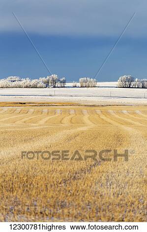 Snow covered stubble field with harvest lines and frosted trees in the background with blue sky and cloud cover; Rosebud, Alberta, Canada View Large Photo Image Stock Photograph - Snow covered stubble field with harvest lines and frosted trees in the background with blue sky and cloud cover; Rosebud, Alberta, Canada. Fotosearch
