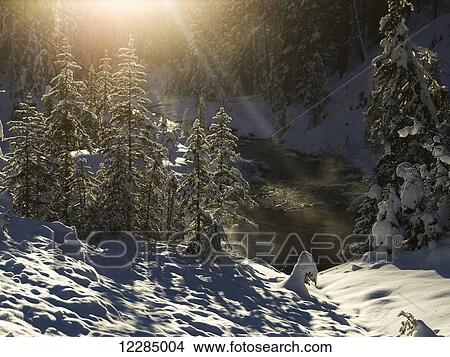Snow covered trees, Yoho National Park; British Columbia, Canada View Large Photo Image Picture - Snow covered trees, Yoho National Park; British Columbia, Canada. Fotosearch