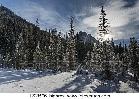 Stock Photograph - Snow on the rugged Canadian Rocky Mountains and trees, Yoho National Park; Field, British Columbia, Canada. Fotosearch