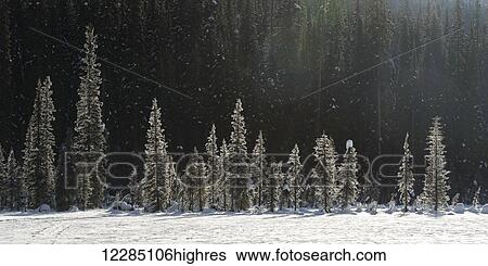 Snowfall and snow covered trees, Yoho National park; Field, British Columbia, Canada View Large Photo Image Stock Photograph - Snowfall and snow covered trees, Yoho National park; Field, British Columbia, Canada. Fotosearch