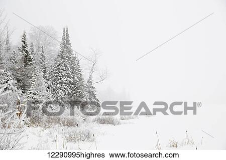 Stock Photograph - Snowy winter scene in the Algonquin Provincial Park; Ontario, Canada. Fotosearch