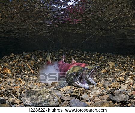 Stock Photograph - Sockeye Salmon (Oncorhynchus nerka) spawning in an Alaskan stream during early summer.. Fotosearch