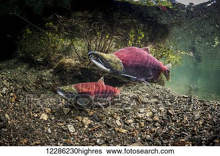 Stock Photograph - Sockeye Salmon (Oncorhynchus nerka) spawning pair positioned over a redd that is under construction.. Fotosearch