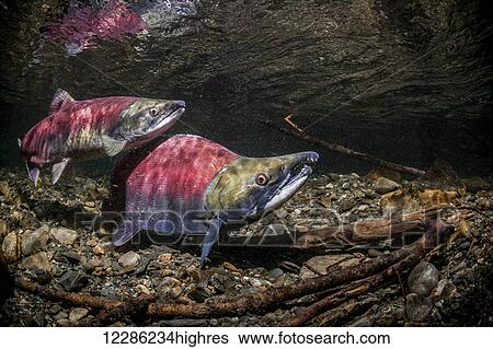 Sockeye Salmon (Oncorhynchus nerka) spawning pair positioned over a redd that is under construction. View Large Photo Image Stock Photograph - Sockeye Salmon (Oncorhynchus nerka) spawning pair positioned over a redd that is under construction.. Fotosearch