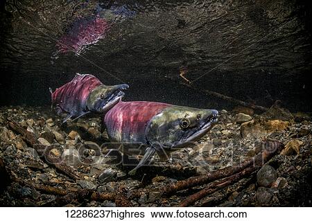 Stock Photograph - Sockeye Salmon (Oncorhynchus nerka) spawning pair positioned over a redd that is under construction.. Fotosearch