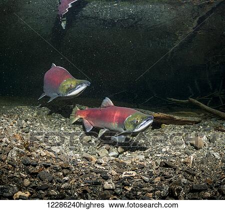 Stock Photograph - Sockeye Salmon (Oncorhynchus nerka) spawning pair positioned over a redd that is under construction, Alaska. Fotosearch
