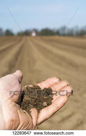 Soil held in farmers hand, showing the fine loam created in the seed bed, ideal for growing potatoes; Yorkshire, England View Large Photo Image Stock Photo - Soil held in farmers hand, showing the fine loam created in the seed bed, ideal for growing potatoes; Yorkshire, England. Fotosearch