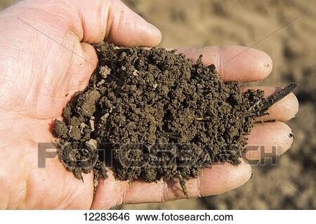 Soil held in farmers hand, showing the fine loam created in the seed bed, ideal for growing potatoes; Yorkshire, England View Large Photo Image Stock Photograph - Soil held in farmers hand, showing the fine loam created in the seed bed, ideal for growing potatoes; Yorkshire, England. Fotosearch