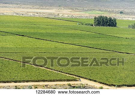 Stock Image - South African farmland and vineyards; Stellenbosch, Western Cape, South Africa. Fotosearch