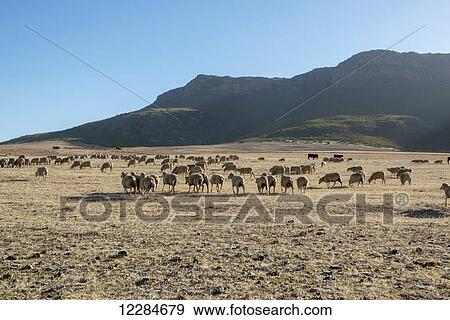 South African sheep (ovis aries) roaming as a herd; South Africa View Large Photo Image Stock Photo - South African sheep (ovis aries) roaming as a herd; South Africa. Fotosearch