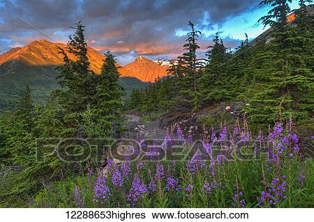 South Fork trail near Eagle River at sunset on a summer day in South Central Alaska. View Large Photo Image Stock Photograph - South Fork trail near Eagle River at sunset on a summer day in South Central Alaska.. Fotosearch